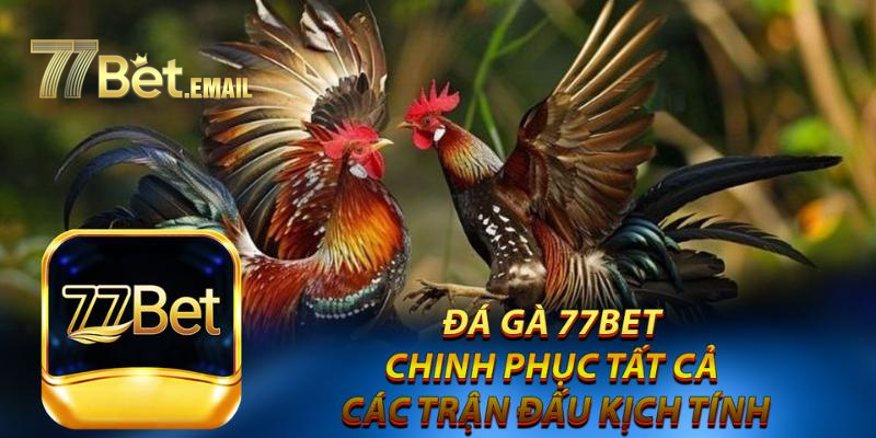 77bet là sân chơi đá gà uy tín được mọi người lựa chọn